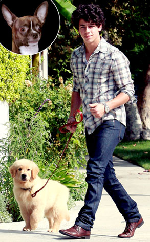 Lou the Chihuahua, Nick Jonas Lou the Chihuahua, Nick Jonas